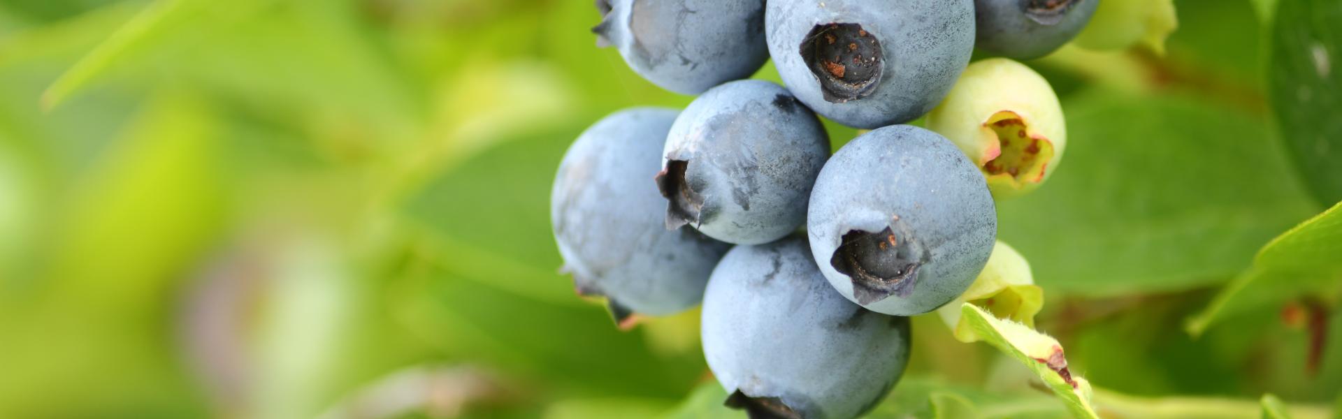 blueberries on a vine