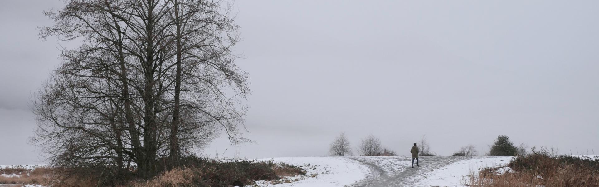 Winter scene of a Pitt Meadows walking trail