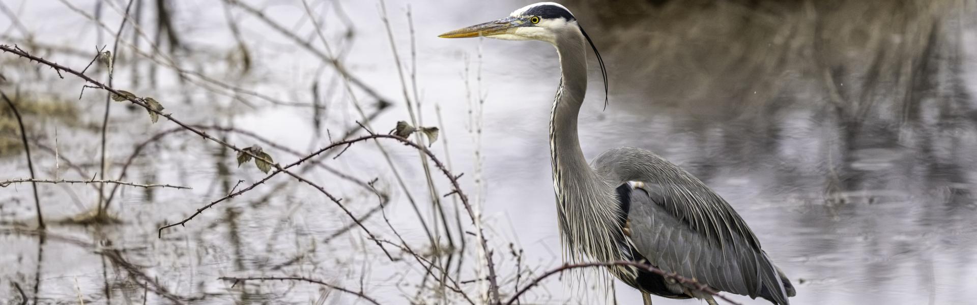 Heron standing by the water in the winter
