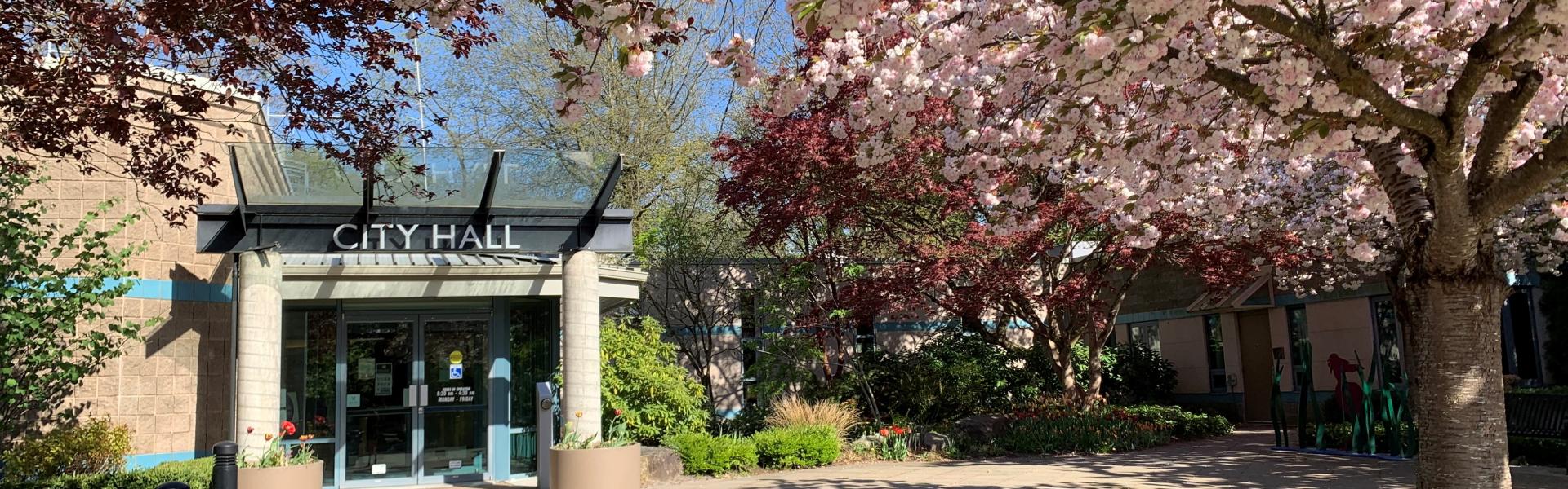 City Hall surrounded by cherry blossoms