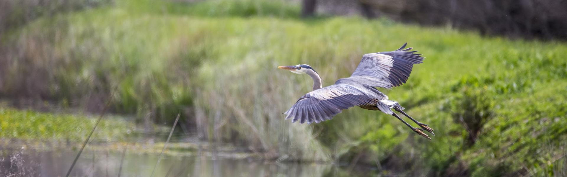 Heron flying low over water