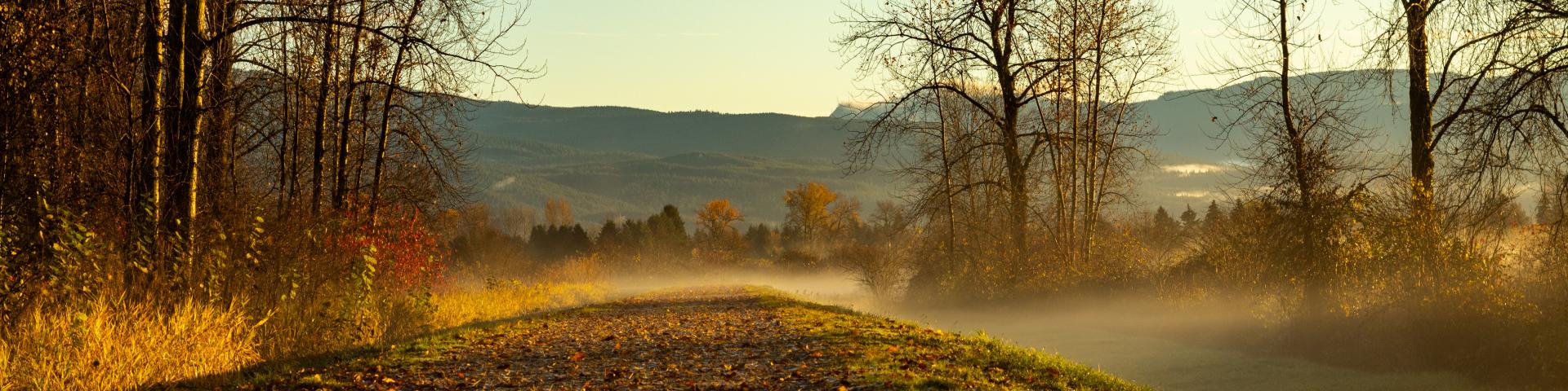 Walking path with fallen leaves