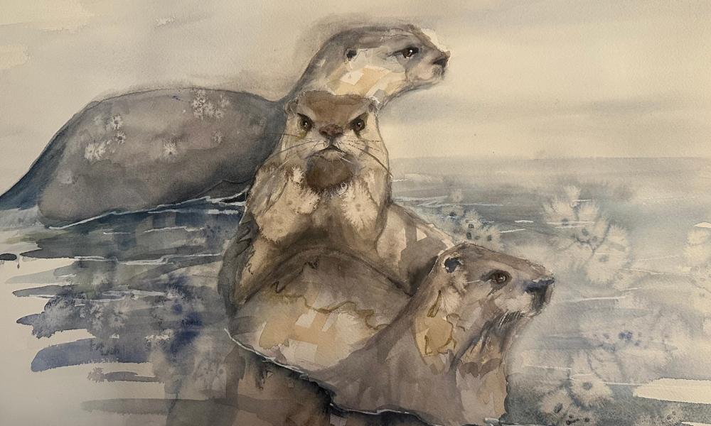 Watercolour of three otters in the water