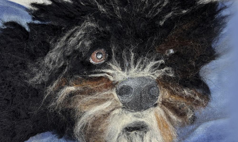 black and white dog on blanket