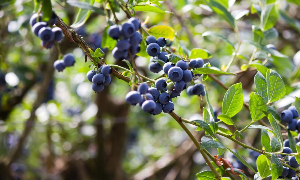 blueberries growing in a farm field