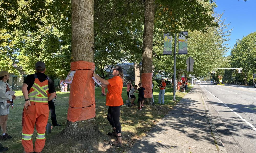trees along Harris Road being wrapped in orange cloth by City staff