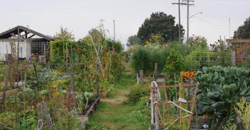 photo of community gardens