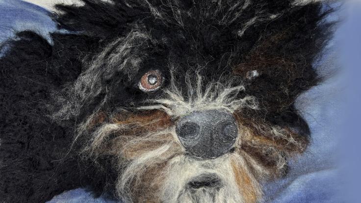 black and white dog on blanket